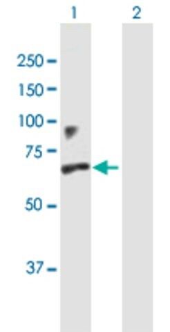 Anti-IFNAR1 antibody produced in mouse