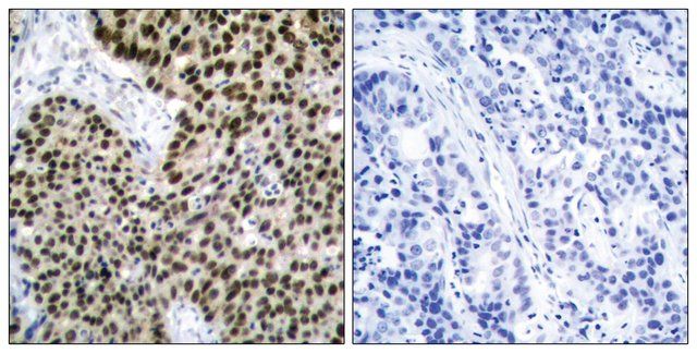 Anti-HSF1 antibody produced in rabbit