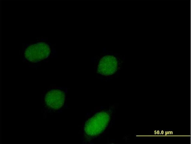 ANTI-ID3 antibody produced in mouse