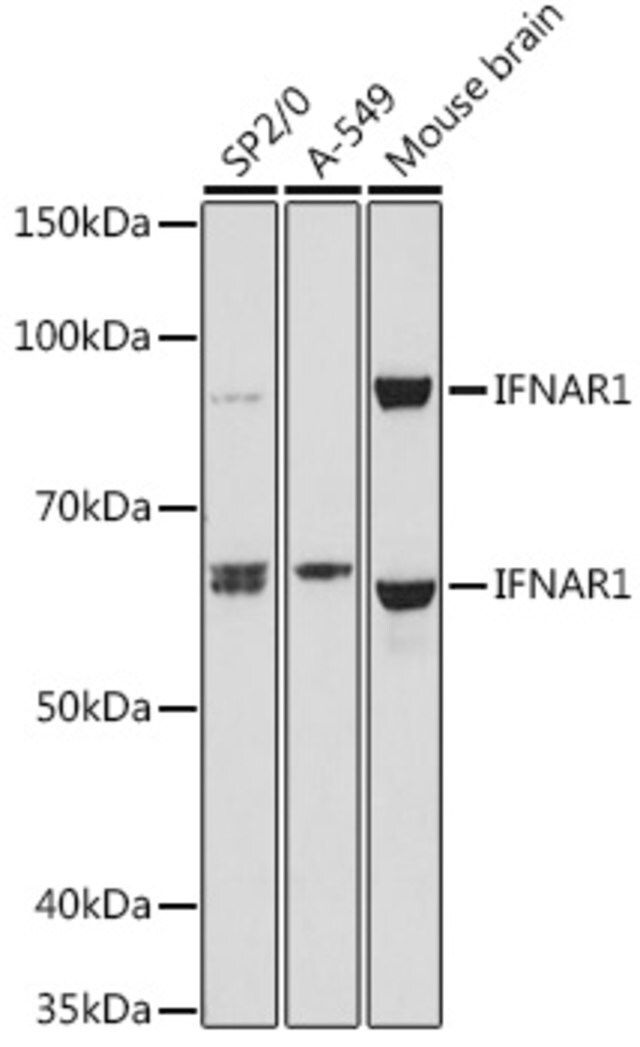 Anti-IFNAR1 antibody produced in rabbit