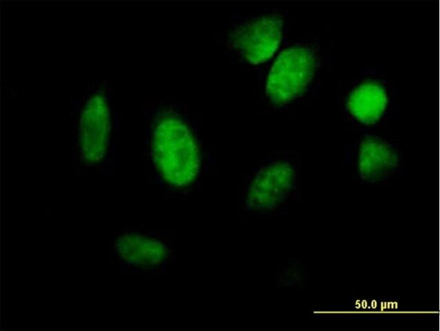 Anti-ID1 antibody produced in mouse