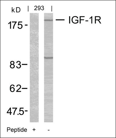 Anti-IGF1R (Ab-1165/1166) antibody produced in rabbit