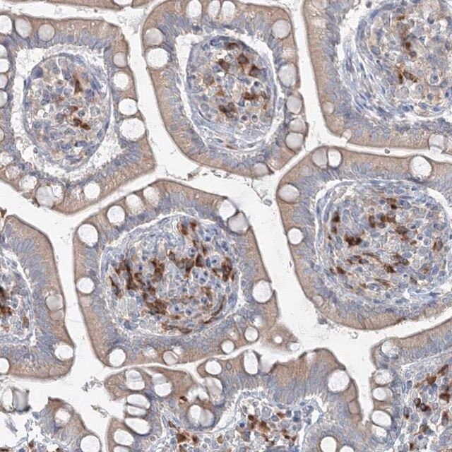 Anti-IFNAR1 antibody produced in rabbit