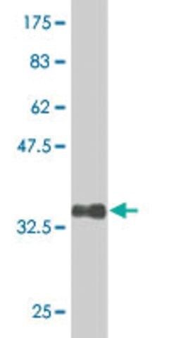 ANTI-ID3 antibody produced in mouse