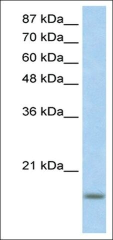 Anti-ID3 antibody produced in rabbit