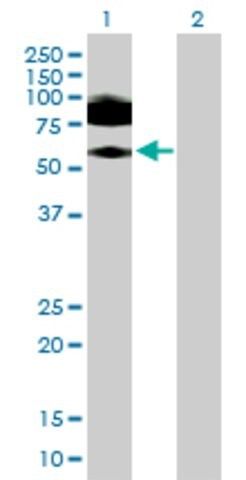 Anti-ICAM1 antibody produced in mouse