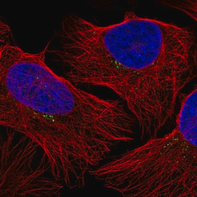 Anti-GRK2 antibody produced in rabbit