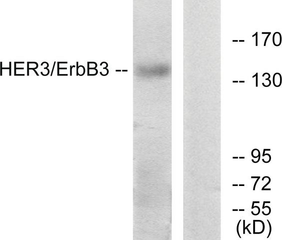 Anti-HER3 antibody produced in rabbit