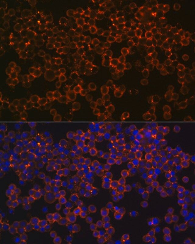 Anti-IFNGR1 antibody produced in rabbit