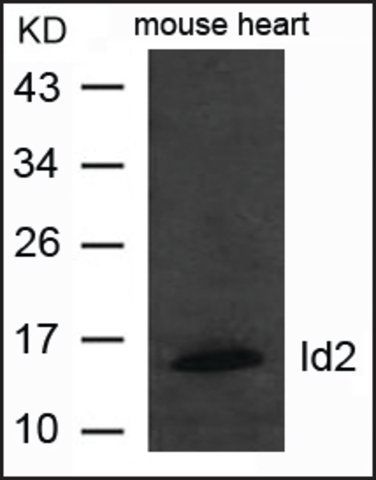 Anti-ID2 antibody produced in rabbit