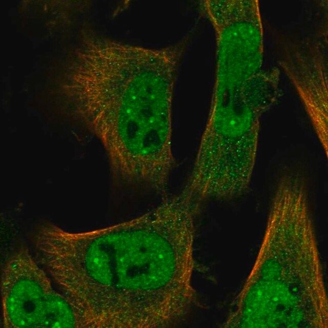 Anti-ID2 antibody produced in rabbit