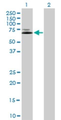 Anti-IFNGR1 antibody produced in mouse