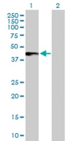 Anti-IFNAR2 antibody produced in rabbit