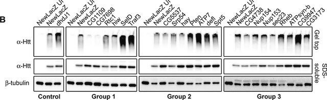 Anti-Huntingtin Protein Antibody, clone mEM48