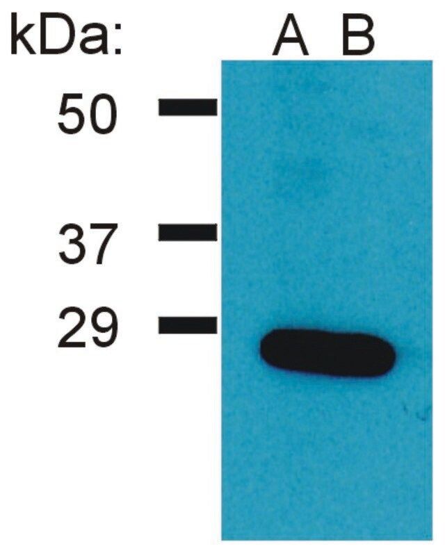 Anti-GRB2 antibody produced in rabbit