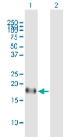 Anti-ID4 antibody produced in mouse