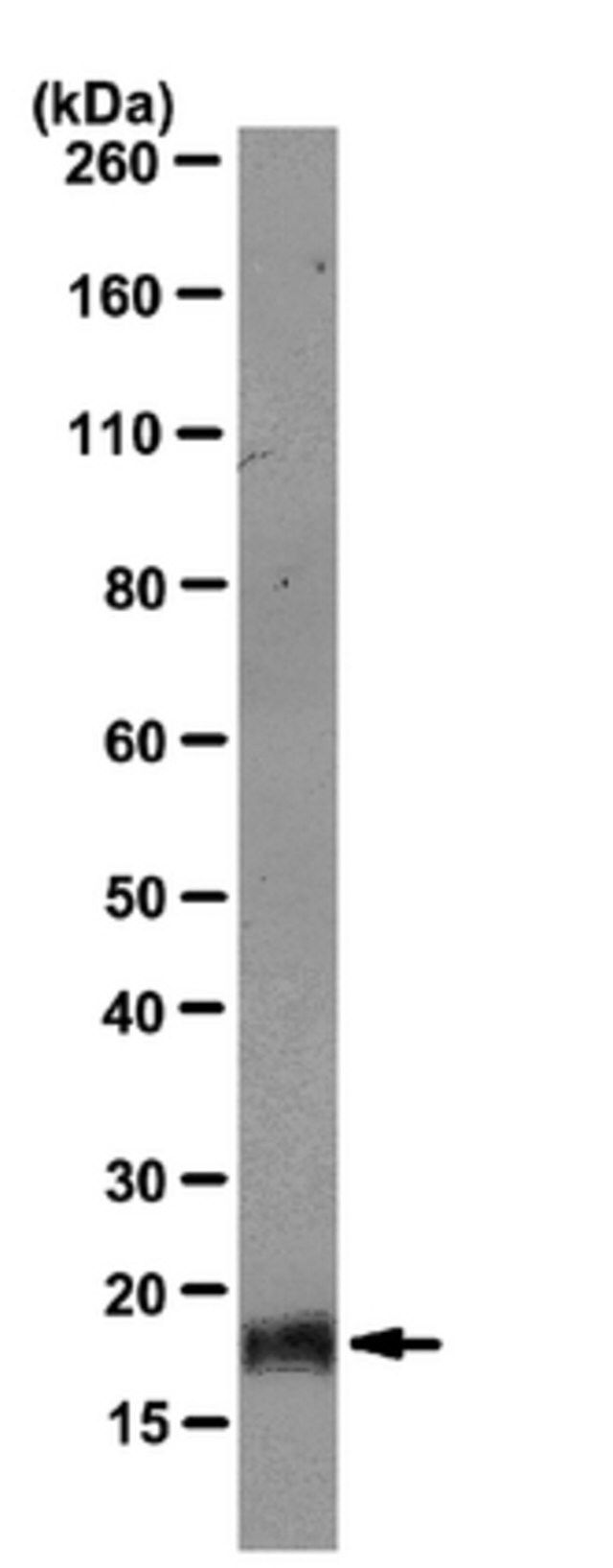 Anti-ID4 Antibody, clone DML07