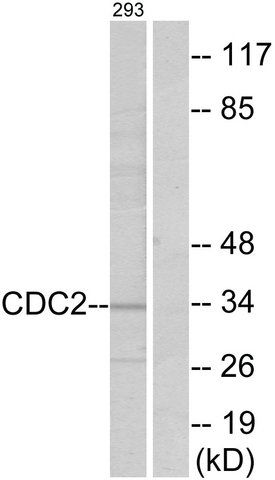 Anti-CDC2 antibody produced in rabbit