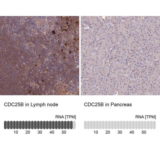 Anti-CDC25B antibody produced in rabbit