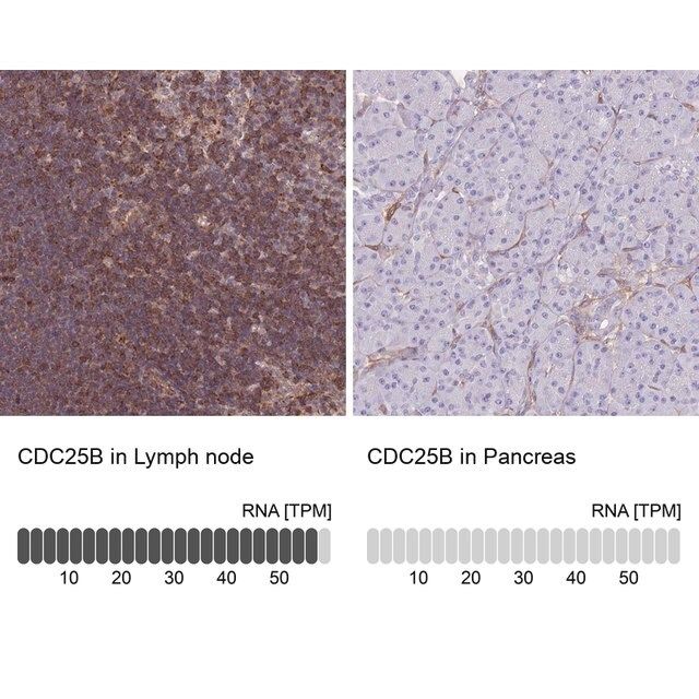 Anti-CDC25B antibody produced in rabbit