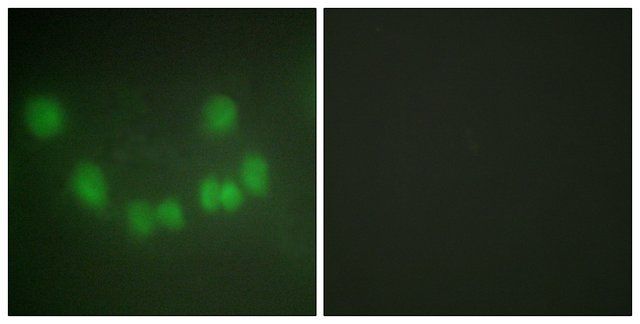 Anti-CDC2 antibody produced in rabbit