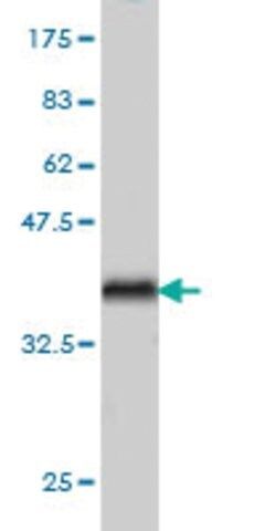 ANTI-ARAF antibody produced in mouse