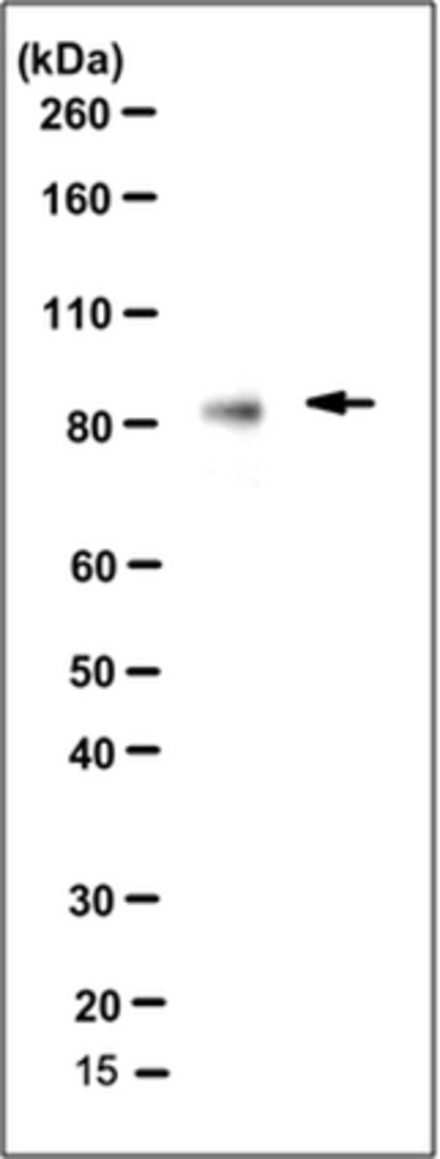 Anti-B-Myb Antibody, clone LX015.1