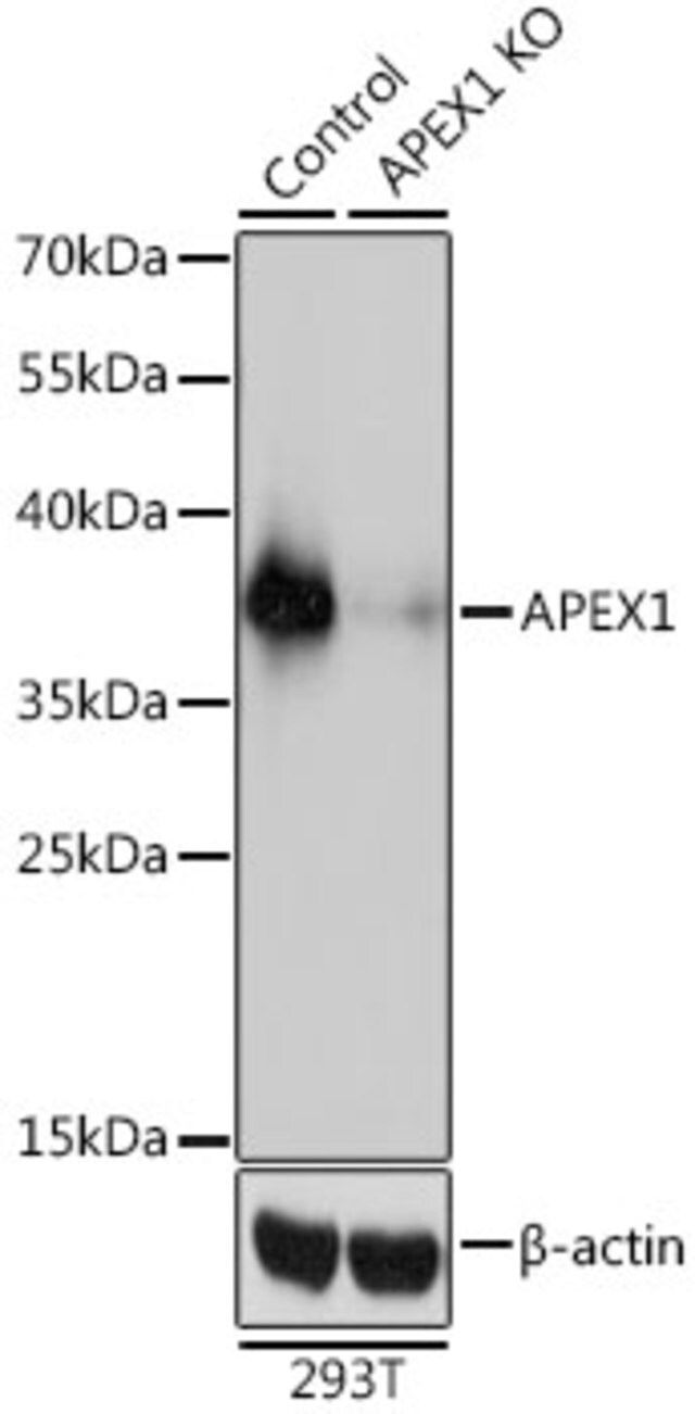 Anti-APEX1 antibody produced in rabbit