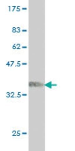 ANTI-ARAF antibody produced in mouse