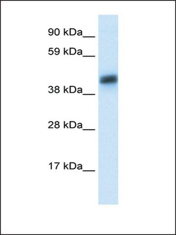 Anti-ASGR1 antibody produced in rabbit