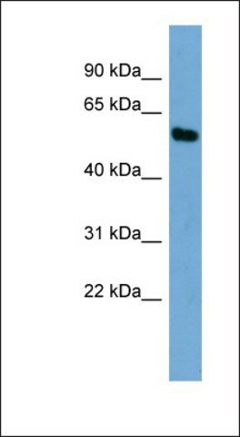 Anti-ZSCAN12 antibody produced in rabbit