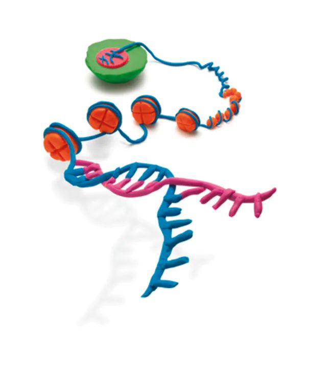 EZ-Magna ChIP<sup>®</sup> A-Chromatin Immunoprecipitation Kit