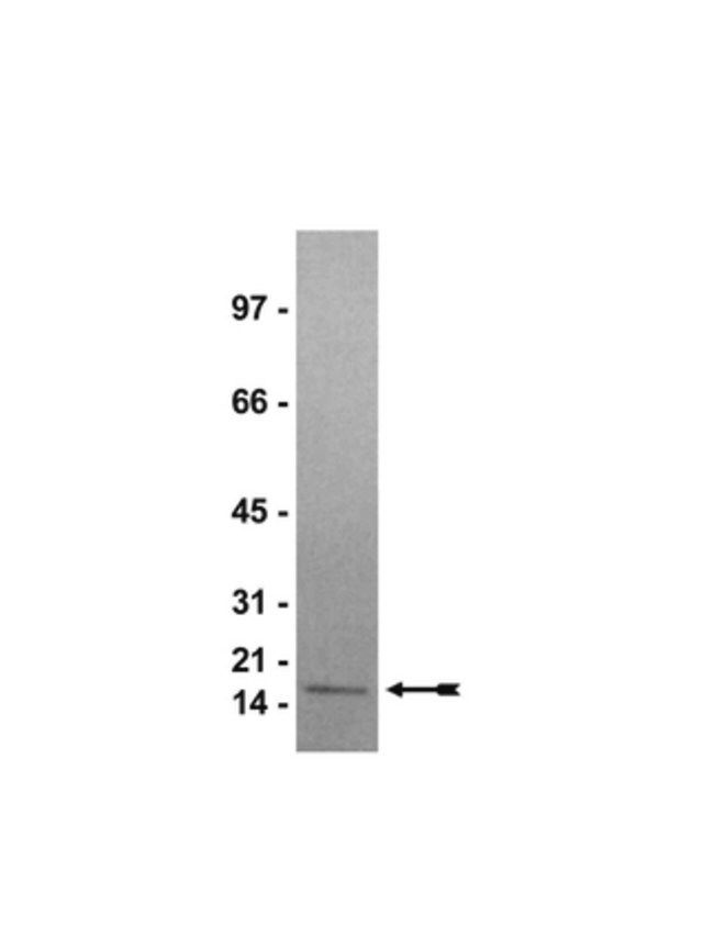 Histone H3, human recombinant