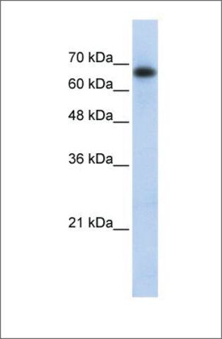 Anti-ZSCAN12 antibody produced in rabbit