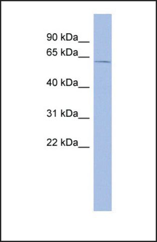 Anti-ZRSR2, (N-terminal) antibody produced in rabbit