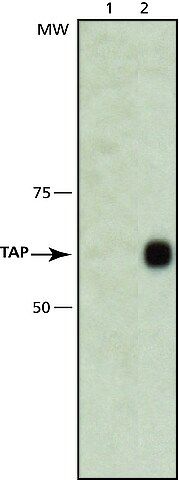 Anti-TAP antibody, Mouse monoclonal