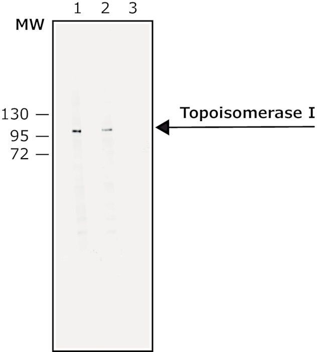 Monoclonal Anti-Topoisomerase I antibody produced in mouse