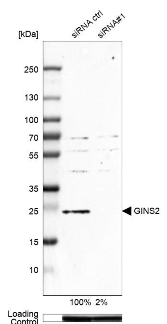 Anti-GINS2 antibody produced in rabbit