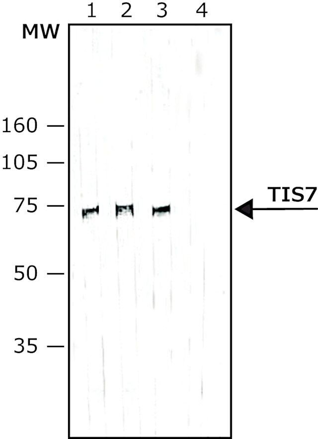 Monoclonal Anti-TIS7 antibody produced in mouse