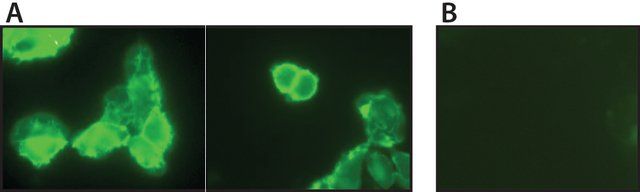 Anti-Phosphotyrosine (pY-256) antibody produced in rabbit