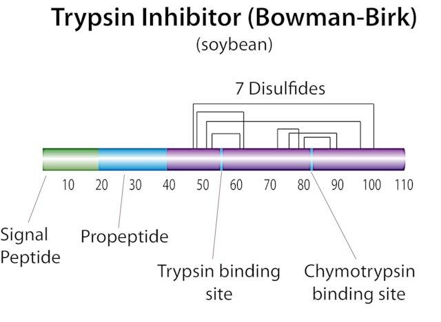 Trypsin-chymotrypsin inhibitor from <i>Glycine max</i> (soybean)