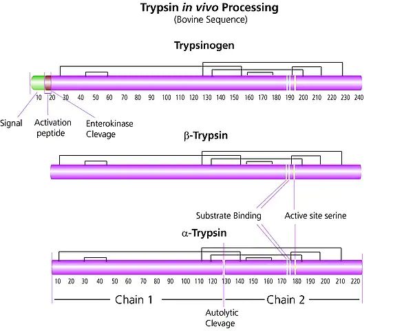 Trypsin from bovine pancreas