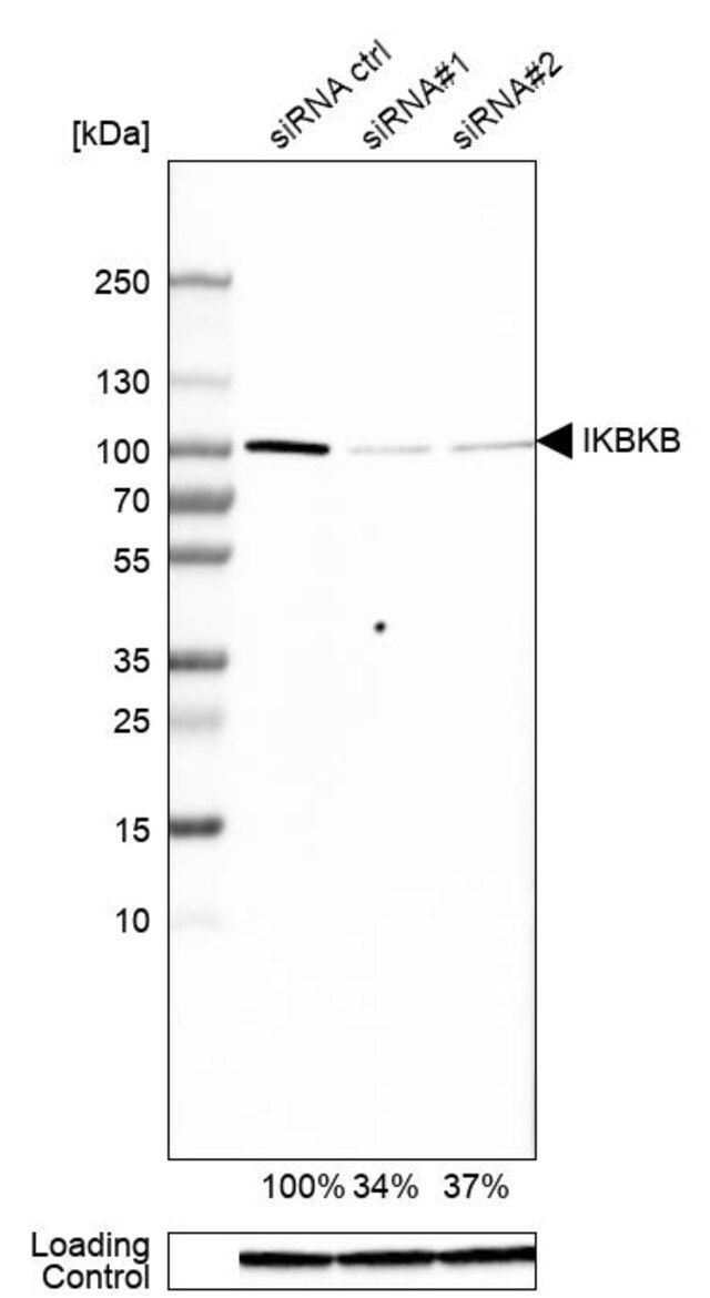 Anti-IKBKB antibody produced in rabbit