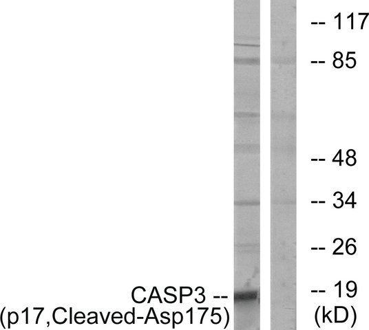 Anti-CASP3 (p17, Cleaved-Asp<sup>175</sup>) antibody produced in rabbit