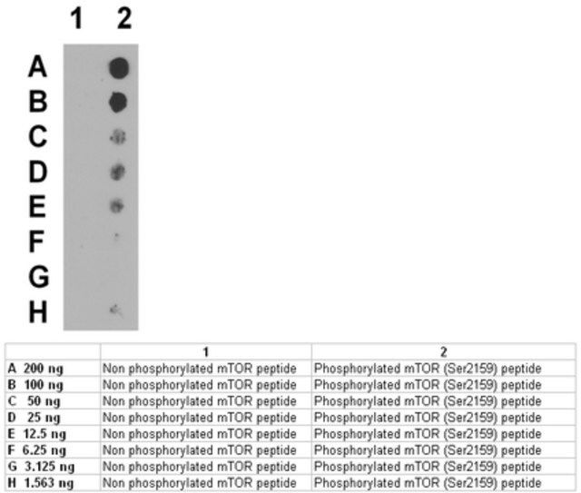 Anti-phospho-mTOR (Ser2159) Antibody