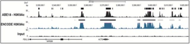 Anti-acetyl Histone H3 (Lys9) Antibody