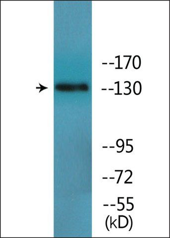 Anti-phospho-IRS-1 (pTyr<sup>896</sup>) antibody produced in rabbit