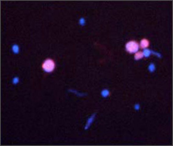 Anti-CASP3 antibody produced in rabbit