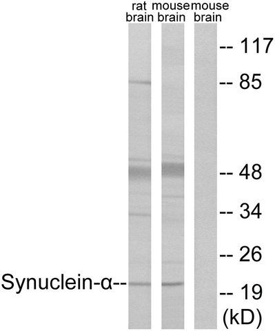 Anti-Synuclein- antibody produced in rabbit