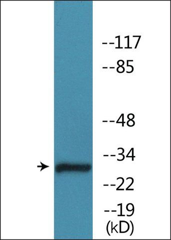 Anti-phospho-Caspase 3 (pSer<sup>150</sup>) antibody produced in rabbit